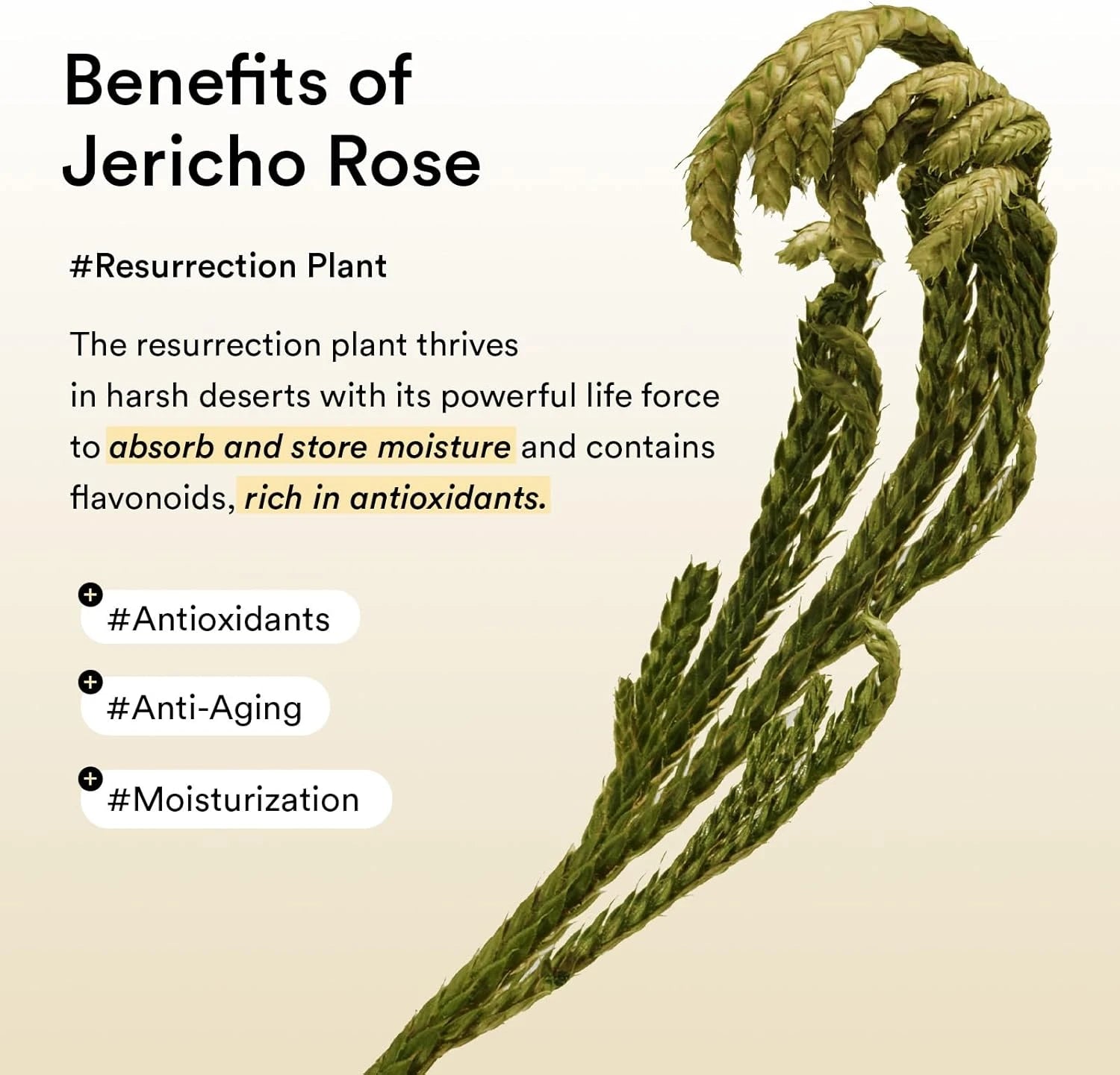 Abib - Collagen Eye Patch Jericho Rose Jelly 90g / 60pcs